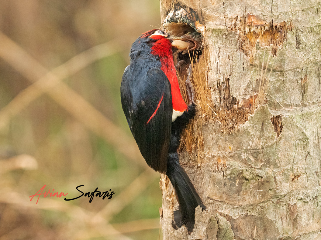 Double-toothed Barbet feeding at a tree cavity in Uganda.